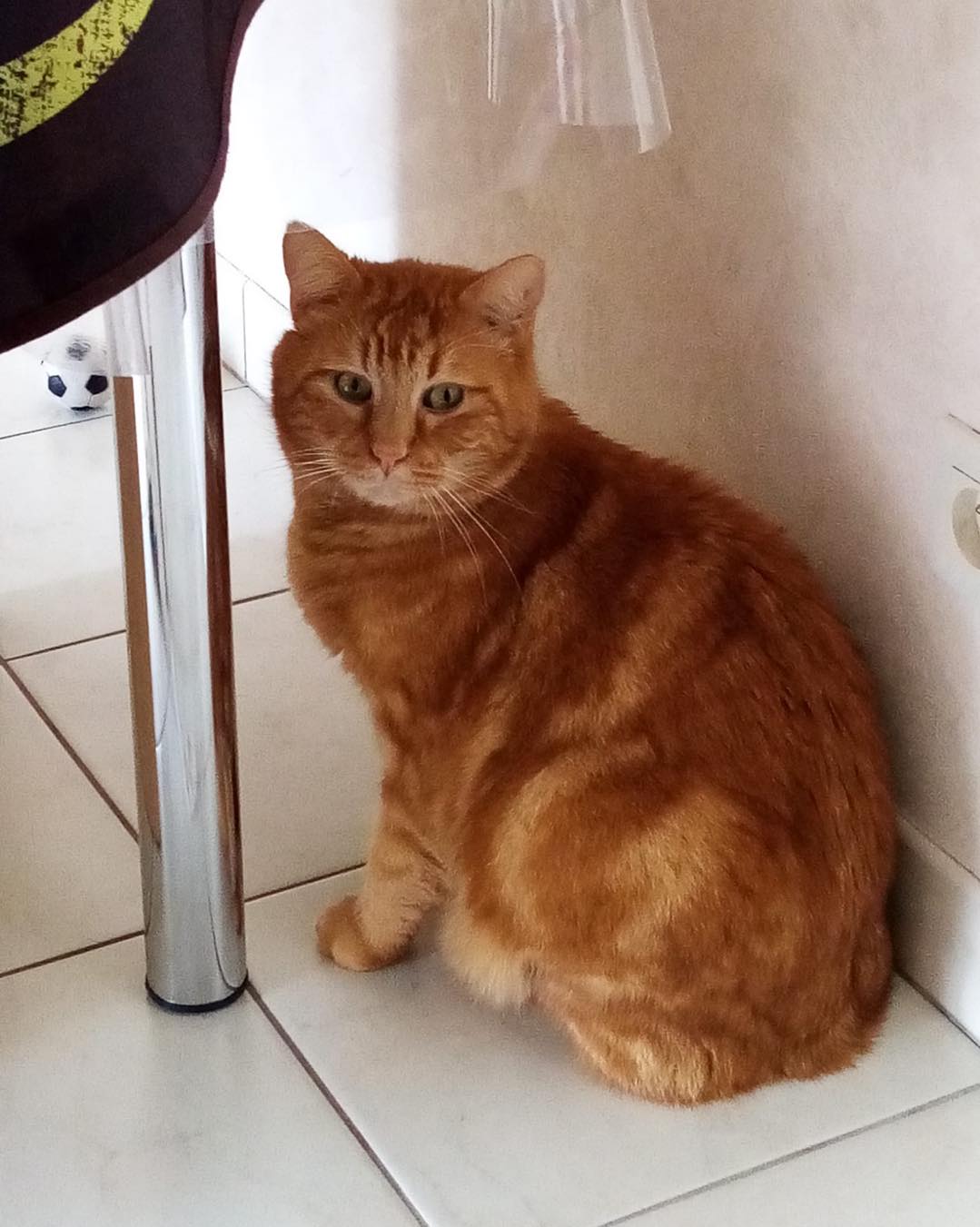 Fatal (en famille d'accueil)