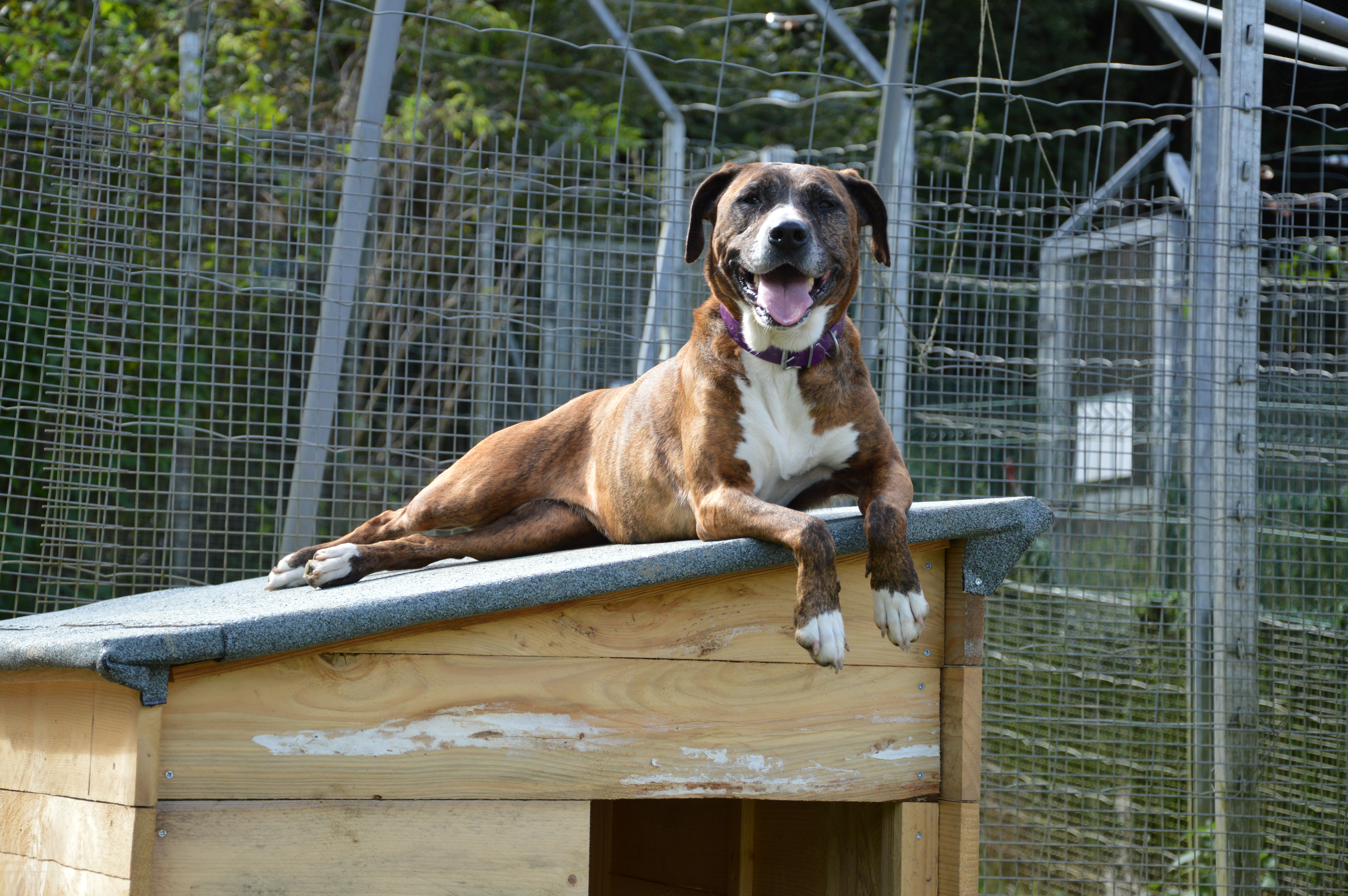 Nala (en famille d'accueil)