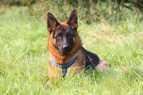 Maya (en famille d'accueil)