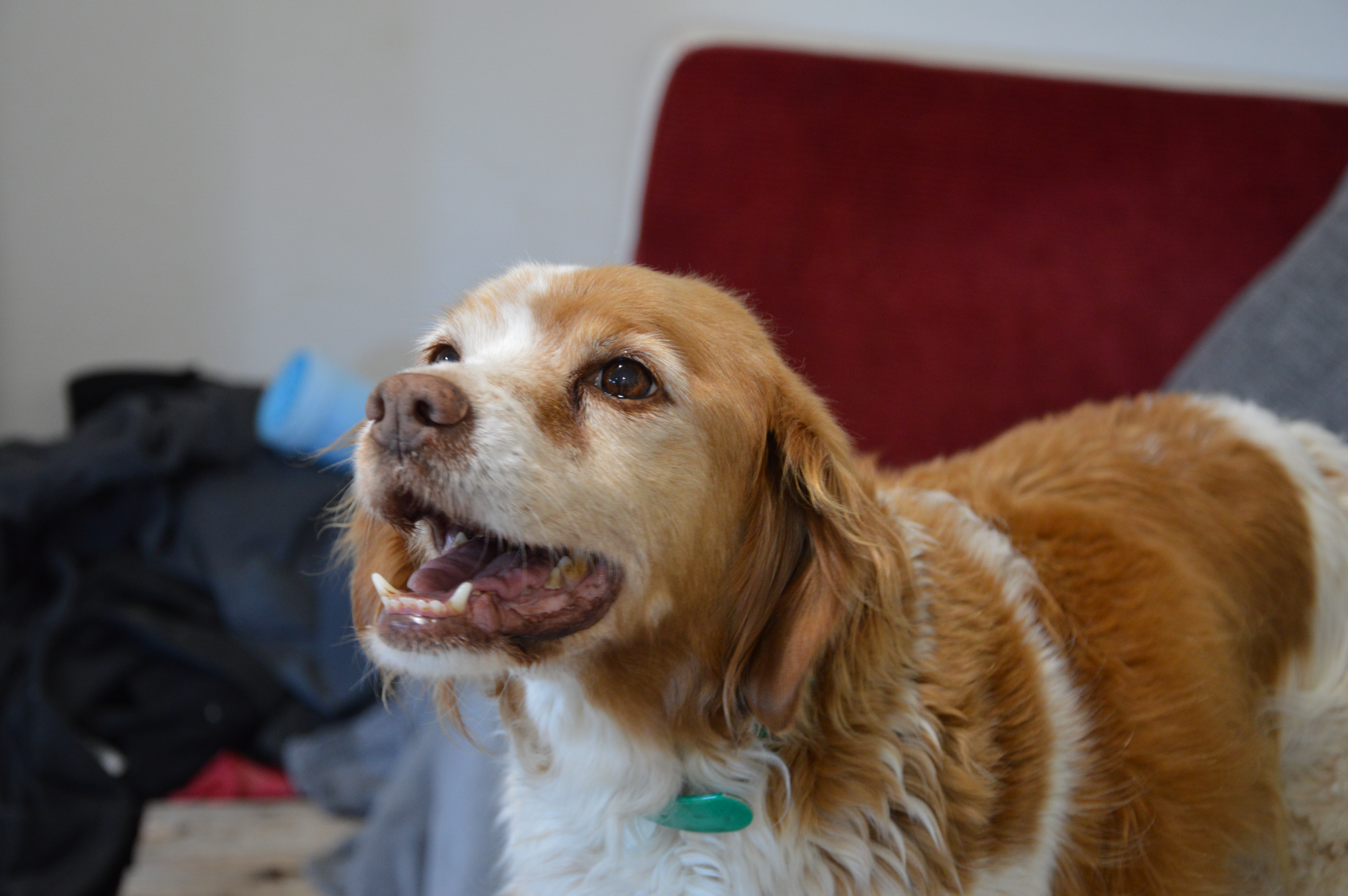 Chien ou chat de plus de 10 ans