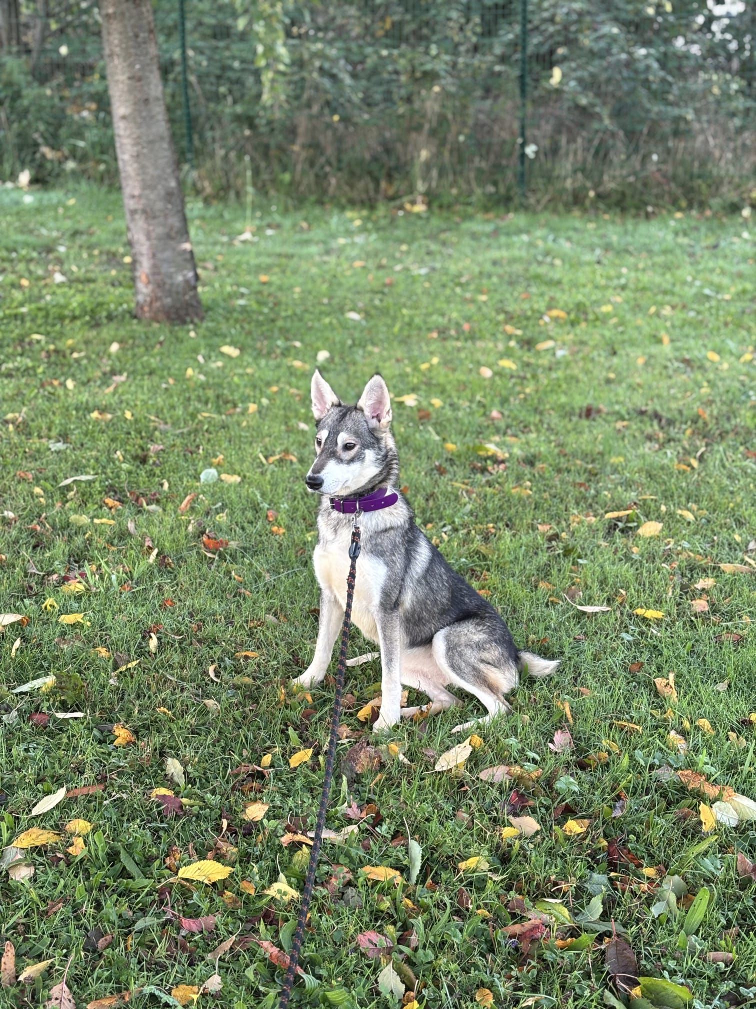 Naya (en famille d'accueil)