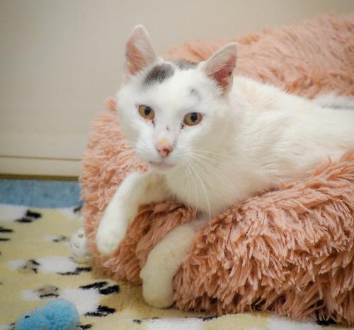 Boo (en famille d'accueil)