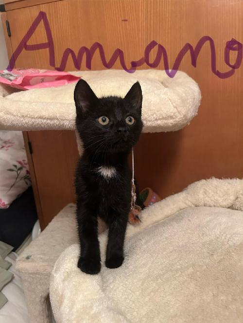 Amiano (en famille d'accueil)