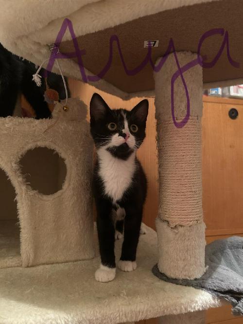 Arya (en famille d'accueil)