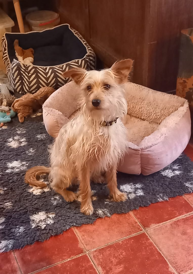 Léon (visible en famille d'accueil)