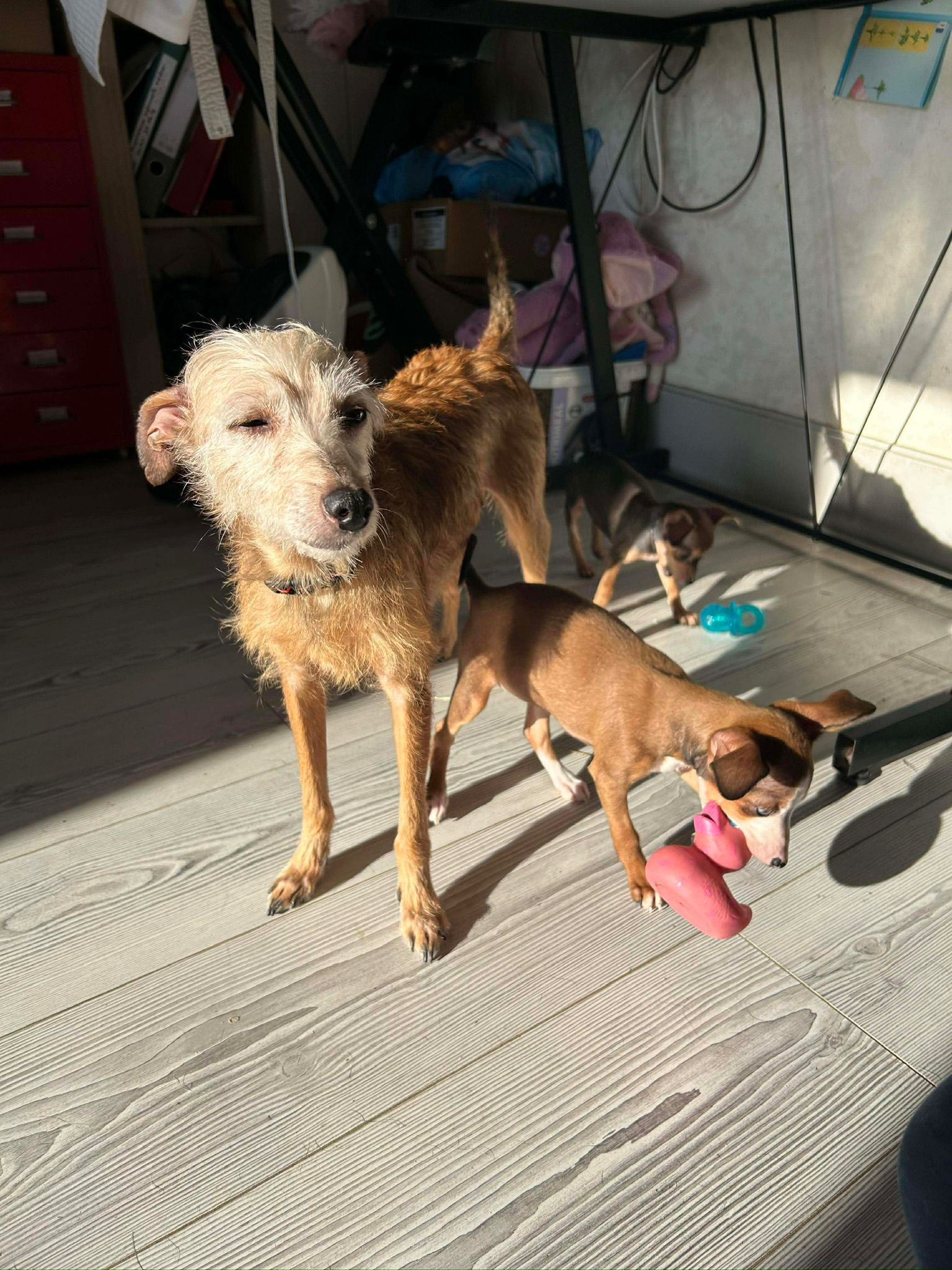 Chance (visible en famille d'accueil)