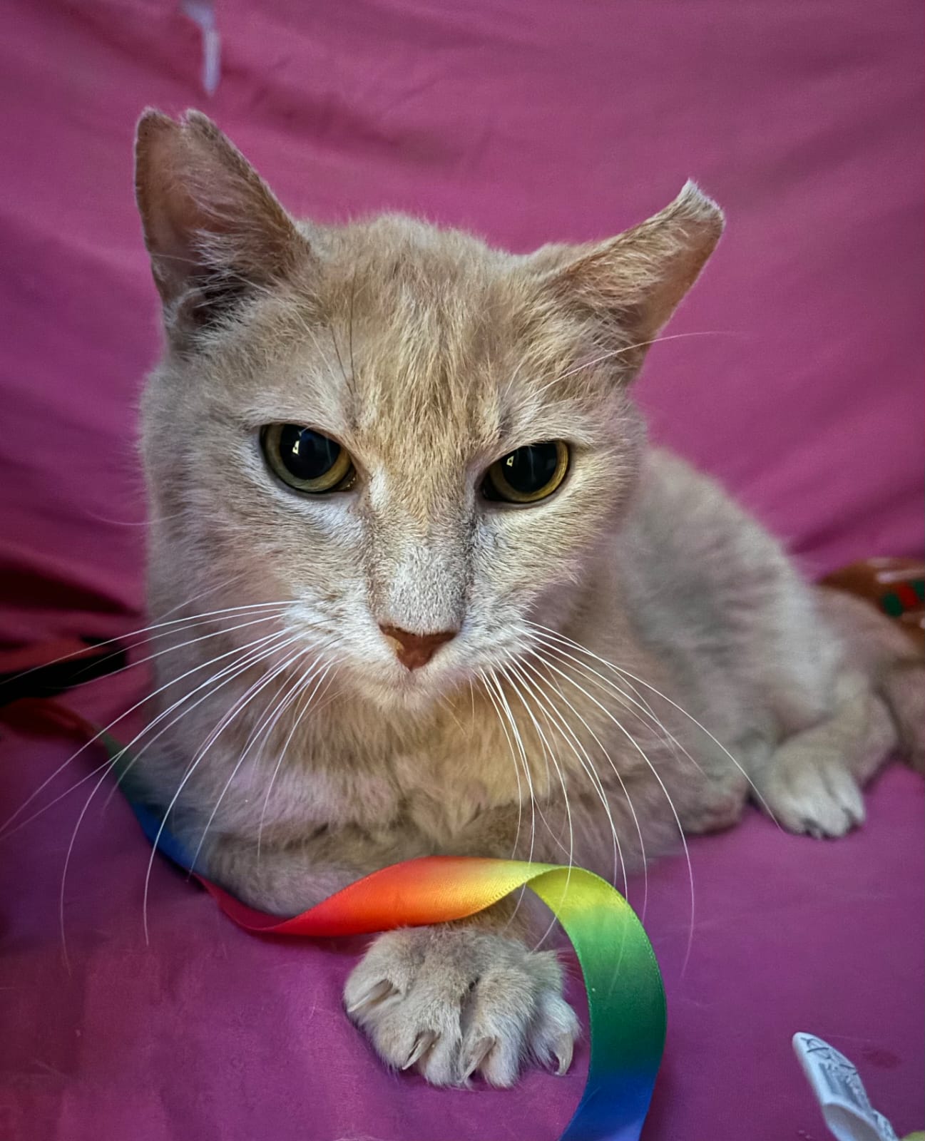 Blood (visible en famille d'accueil)