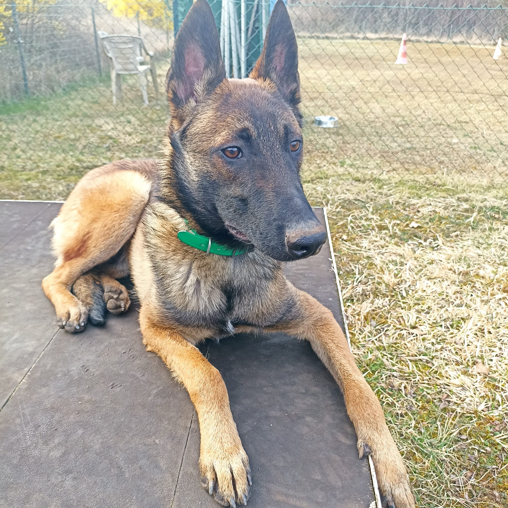 Alix (visible en famille d'accueil)