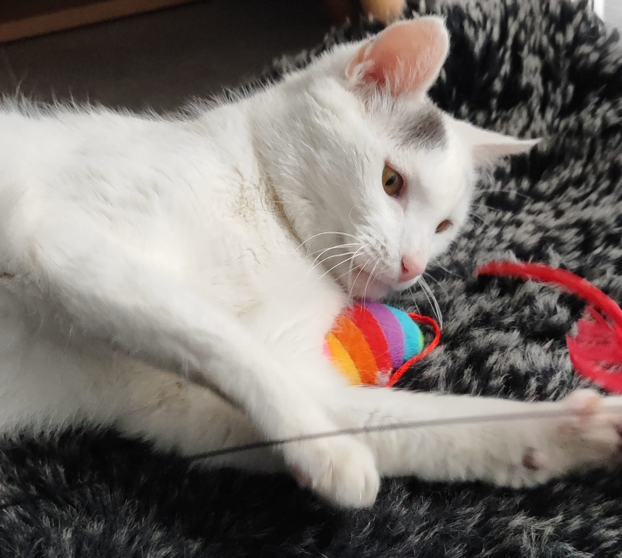 Boo (visible en famille d'accueil)