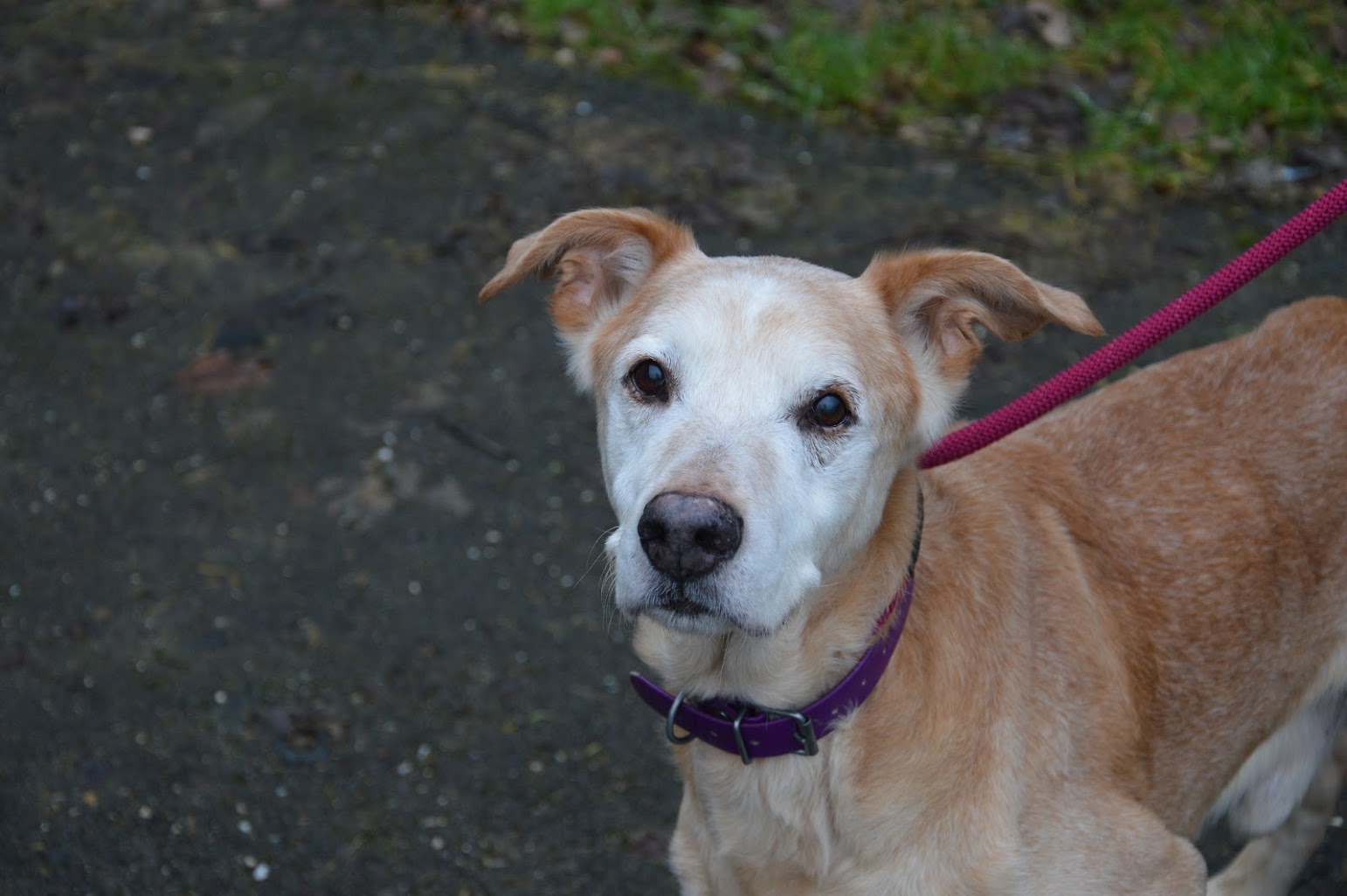 Alpha (visible en famille d'accueil)