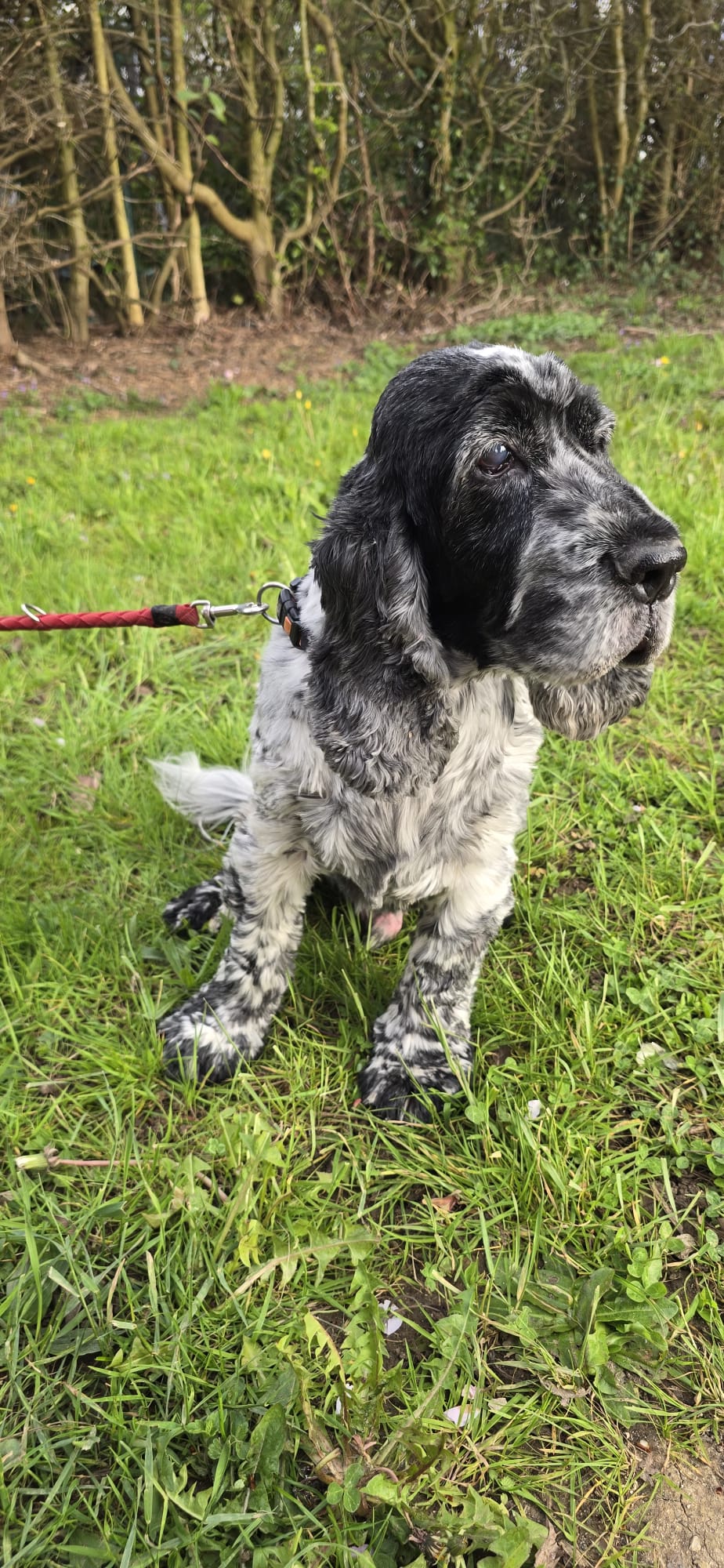 Jimmy (visible en famille d'accueil)