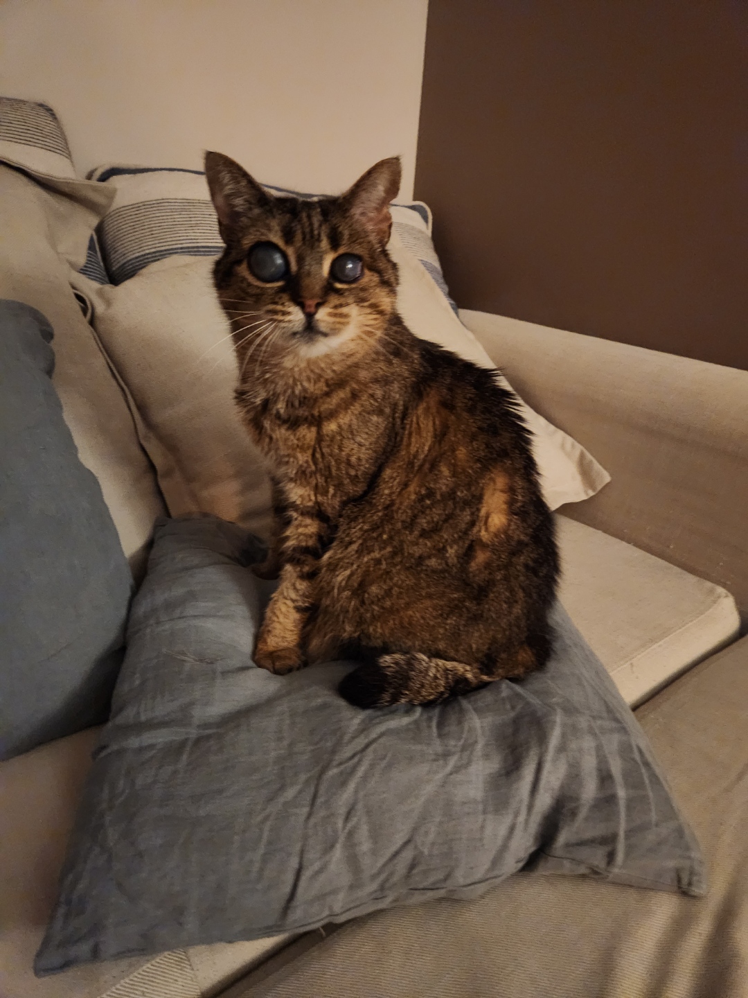 Plume (visible en fmaille d'accueil)