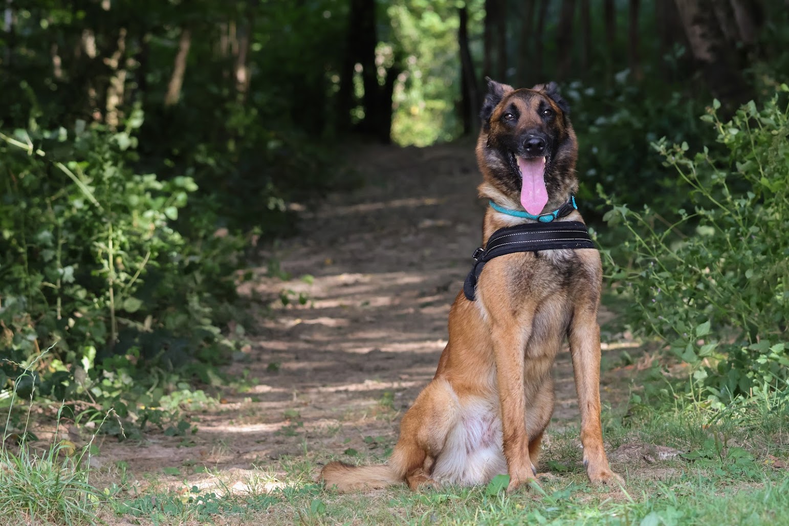 Prince (visible en famille d'accueil)