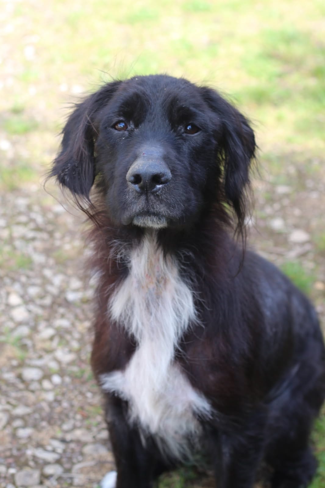 Vehnan (visible en famille d'accueil)