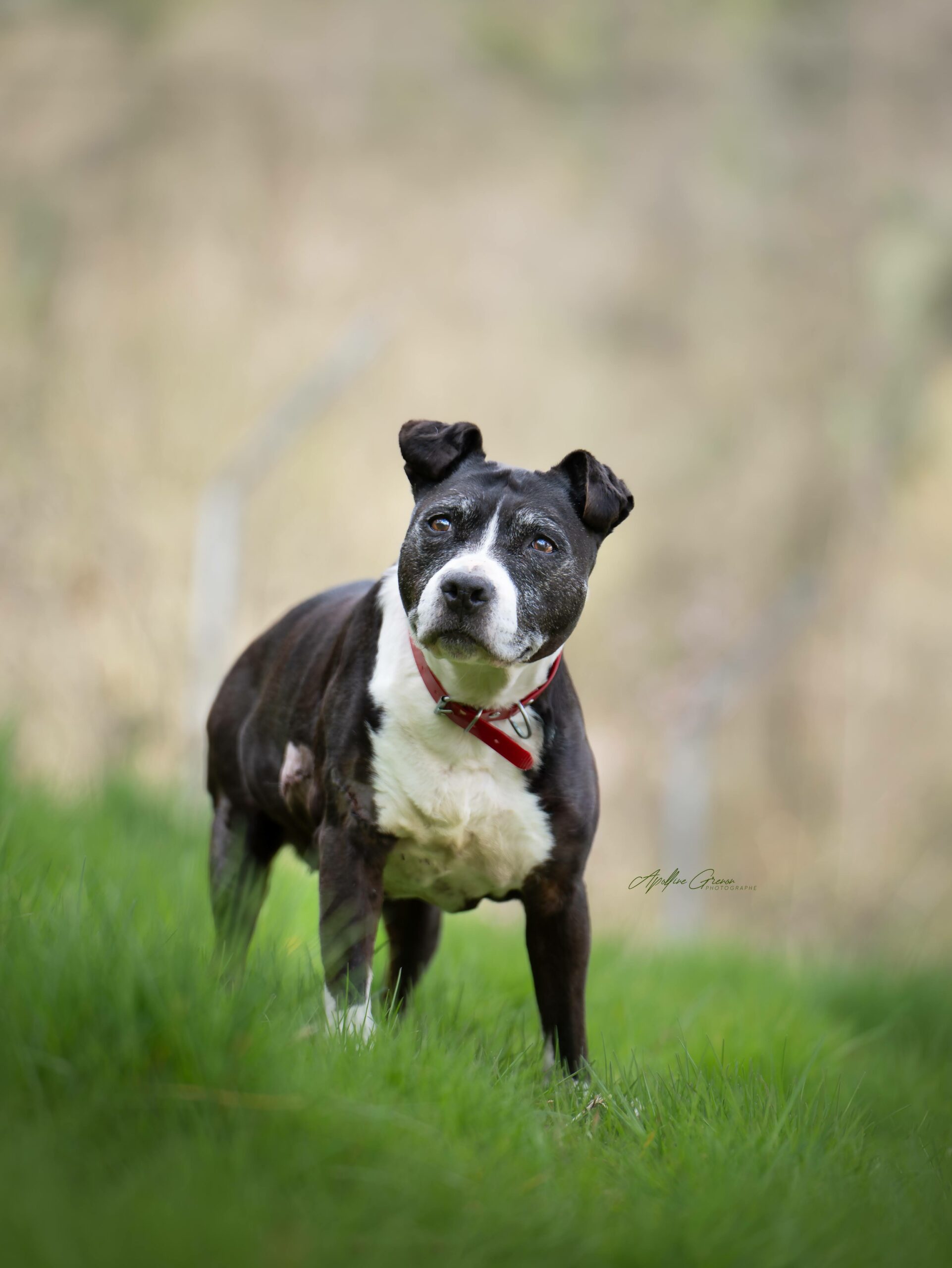 Genesis (en famille d'accueil)