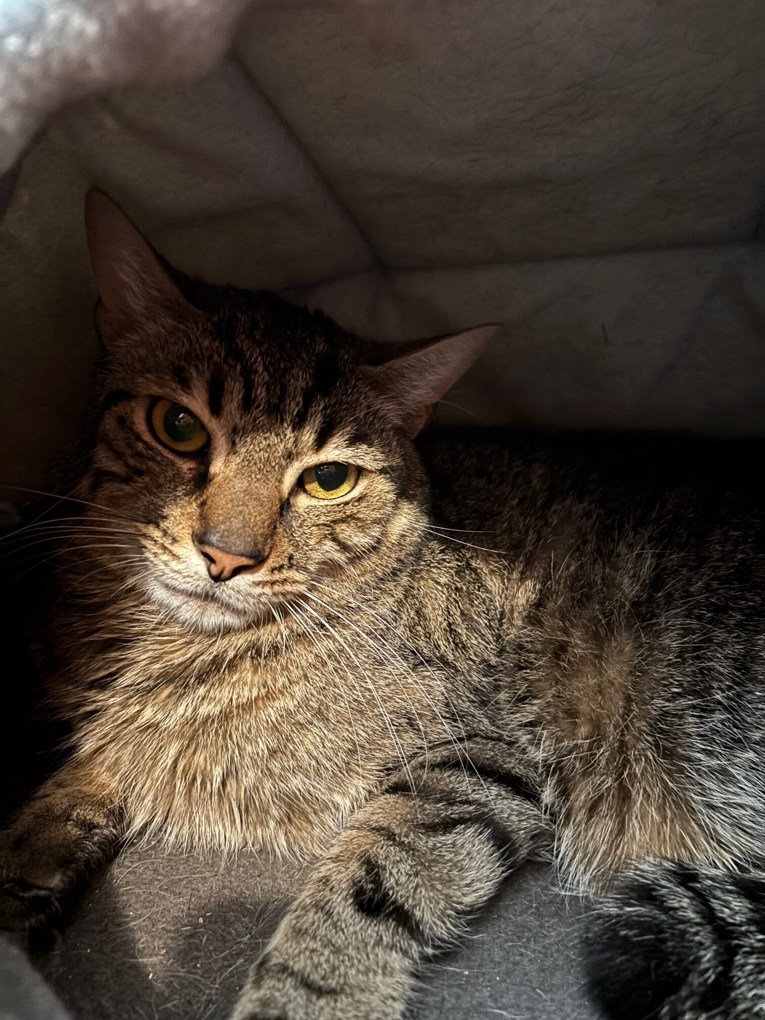 Petit Pas (en famille d'accueil)