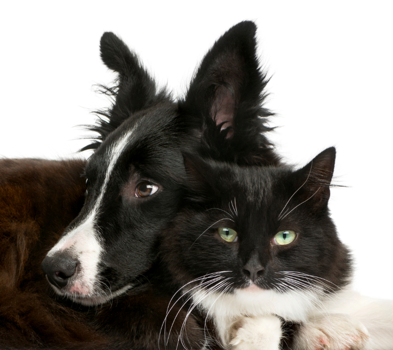 Chien ou chat de plus de 10 ans