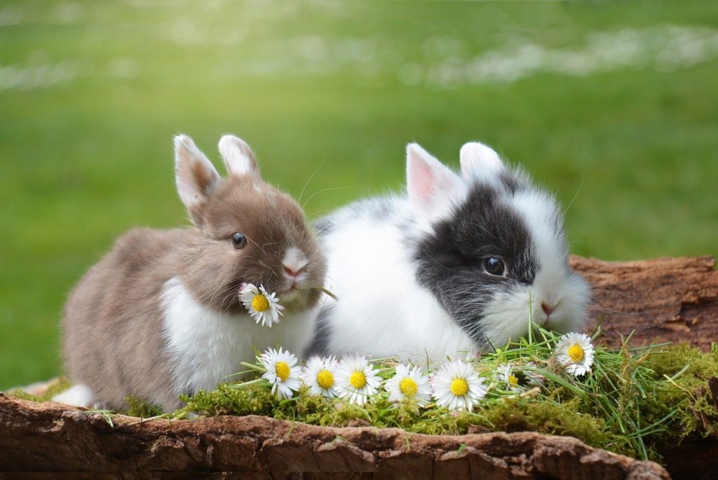 Quand sortir son lapin de la cage ?